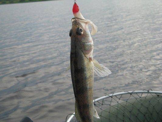 post-2414-0-08038400-1436130483_thumb.jp