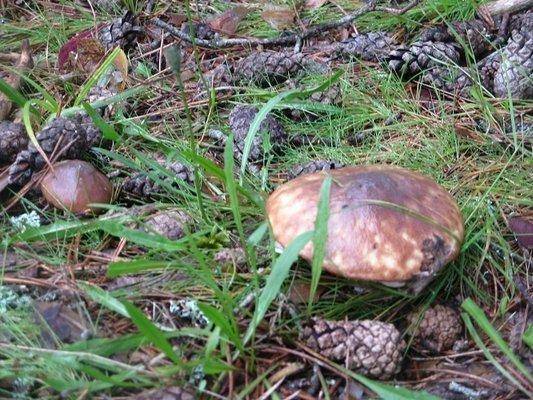 post-2414-0-13722700-1437754029_thumb.jp