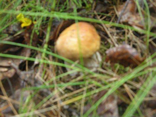 post-2414-0-23326700-1438097381_thumb.jp