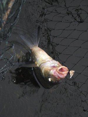 post-2414-0-30114800-1438096415_thumb.jp