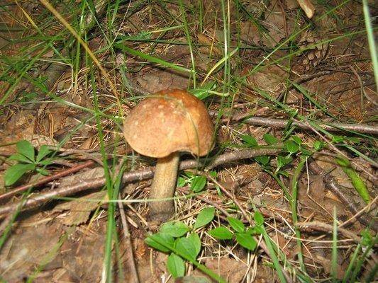 post-2414-0-31568900-1436643754_thumb.jp