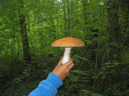 post-2414-0-39057200-1436643821_thumb.jp