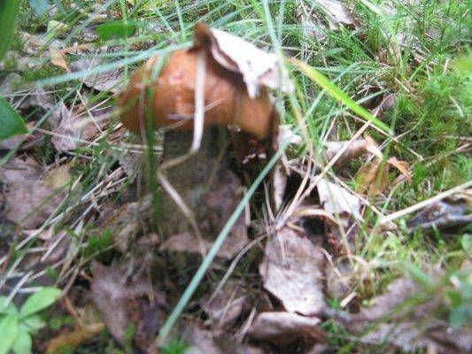 post-2414-0-39308500-1436643698_thumb.jp