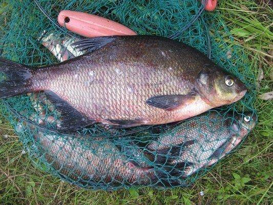 post-2414-0-43657300-1438096504_thumb.jp