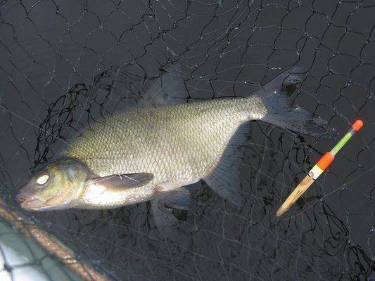 post-2414-0-47067100-1437425751_thumb.jp