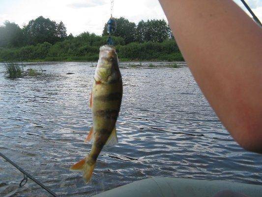 post-2414-0-59815100-1437420721_thumb.jp