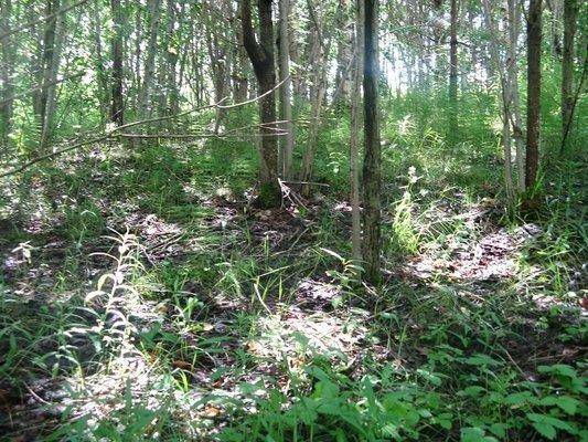 post-2414-0-63728900-1437753971_thumb.jp