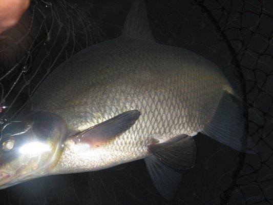 post-2414-0-63873300-1437425730_thumb.jp