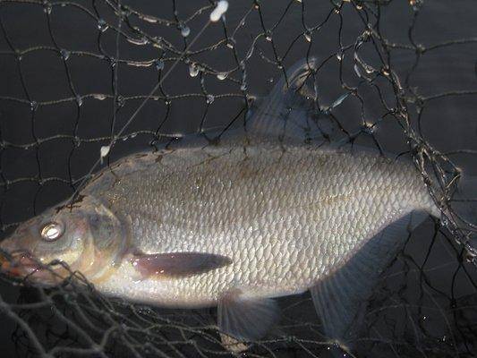 post-2414-0-69039300-1437425708_thumb.jp