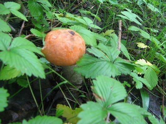 post-2414-0-71682200-1437754257_thumb.jp