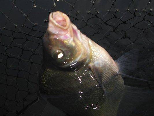 post-2414-0-72661700-1437425718_thumb.jp