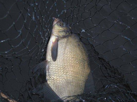 post-2414-0-78367300-1438096384_thumb.jp