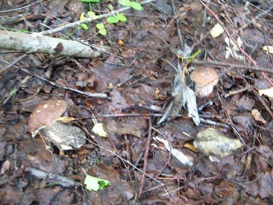 post-2414-0-81618900-1437754127_thumb.jp