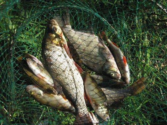 post-2414-0-83993600-1436129574_thumb.jp