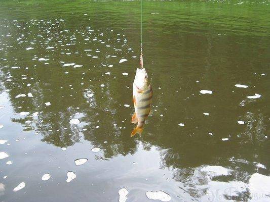 post-2414-0-86061100-1437420465_thumb.jp