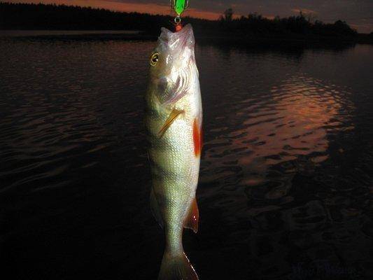 post-2414-0-87469500-1436128520_thumb.jp