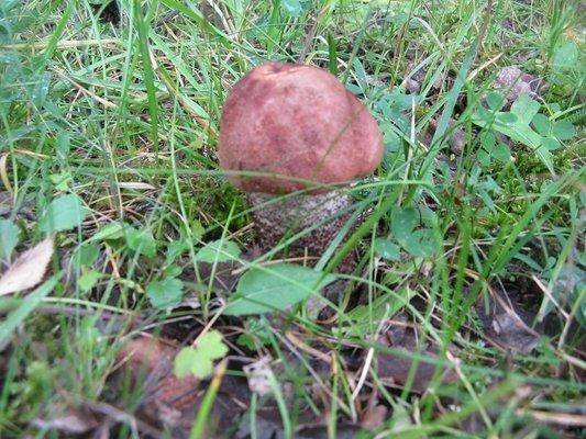 post-2414-0-94814900-1438097971_thumb.jp