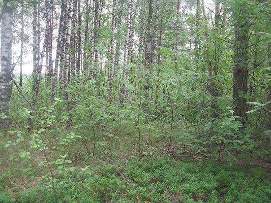 post-2414-0-97549800-1436643995_thumb.jp