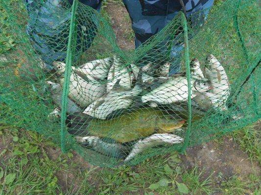 post-2698-0-00584600-1438200047_thumb.jp