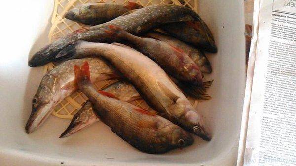 post-1039-0-95978000-1407591279_thumb.jp