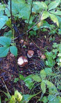 post-1091-0-89876400-1408896021_thumb.jp