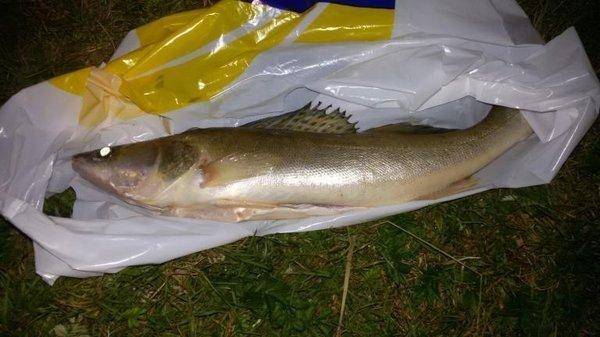 post-1115-0-91139200-1408550957_thumb.jp