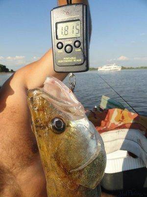 post-1327-0-17088400-1407707602_thumb.jp