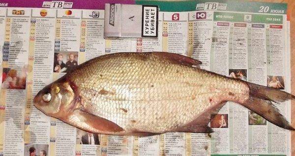 post-1594-0-88924100-1408635432_thumb.jp