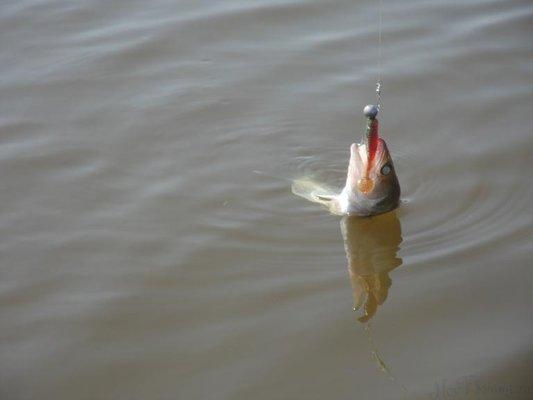 post-1808-0-31248000-1408792888_thumb.jp