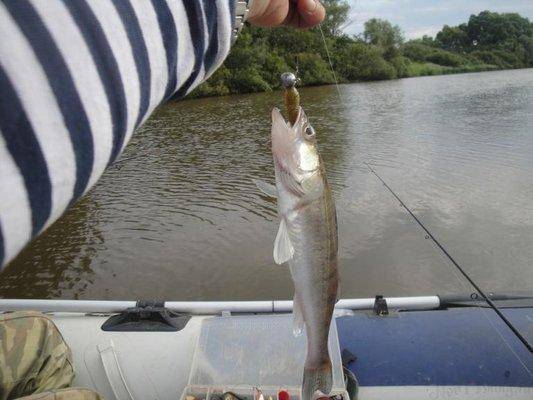 post-1808-0-49074400-1406898067_thumb.jp