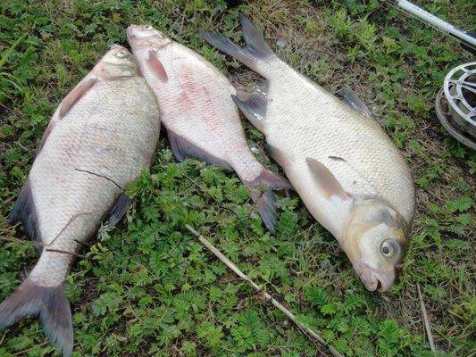 post-1808-0-50909400-1408428099_thumb.jp