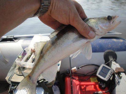 post-1808-0-57934000-1407582268_thumb.jp