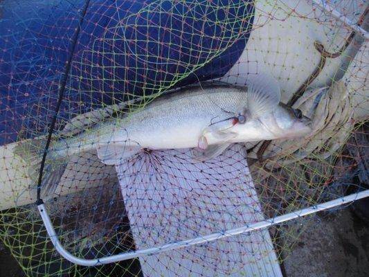 post-1808-0-69844500-1408793127_thumb.jp