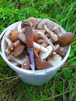 post-1898-0-06145900-1409136450_thumb.jp