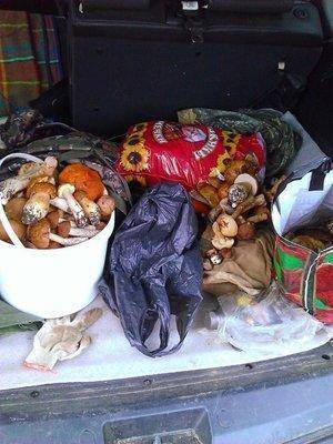 post-1898-0-51742700-1409136461_thumb.jp