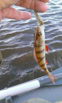 post-1091-0-19961300-1441000950_thumb.jp