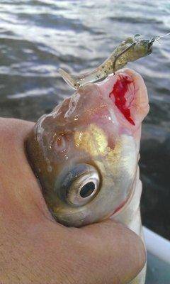 post-1091-0-23575200-1441002048_thumb.jp