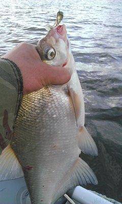 post-1091-0-46997600-1441001142_thumb.jp