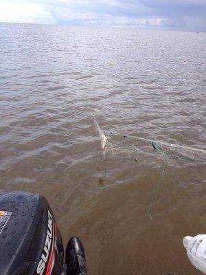 post-1327-0-85987600-1440958434_thumb.jp