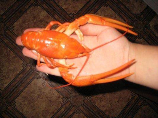 post-1353-0-21996400-1439676761_thumb.jp