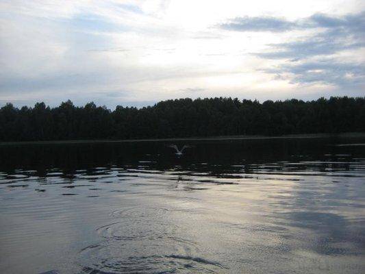 post-1353-0-44816300-1439676357_thumb.jp