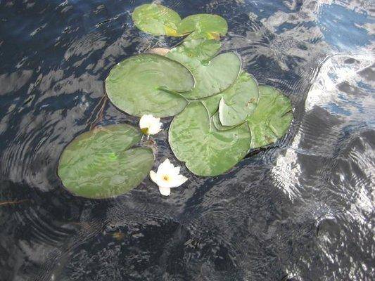 post-1353-0-54620400-1439676466_thumb.jp