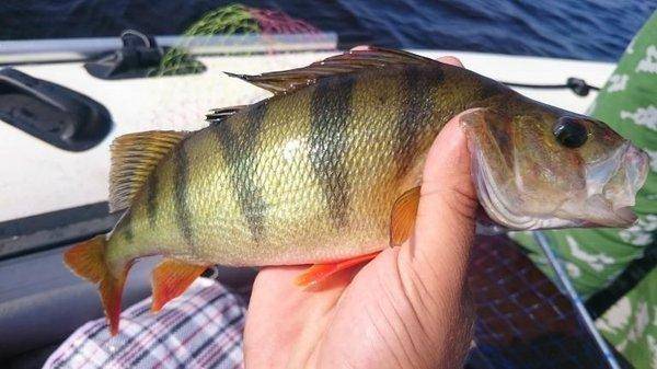 post-2229-0-14690100-1440763359_thumb.jp