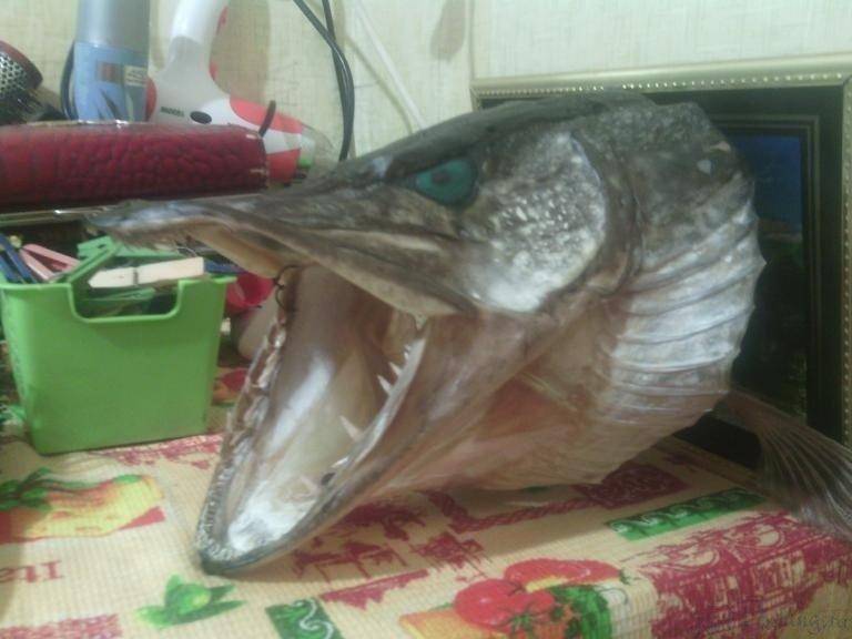 post-2301-0-32136300-1439751226_thumb.jp