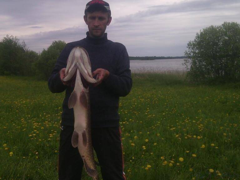 post-2301-0-53789100-1439750951_thumb.jp