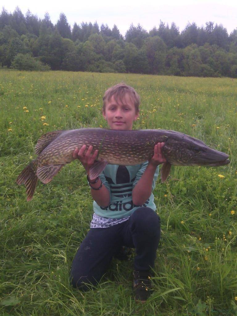 post-2301-0-84806200-1439750982_thumb.jp