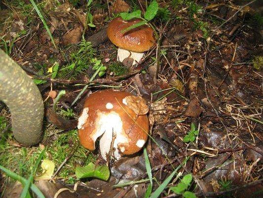 post-2414-0-10351100-1438455791_thumb.jp