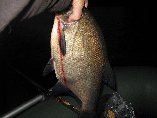 post-2414-0-11258700-1440409106_thumb.jp