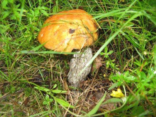 post-2414-0-11970200-1438455577_thumb.jp