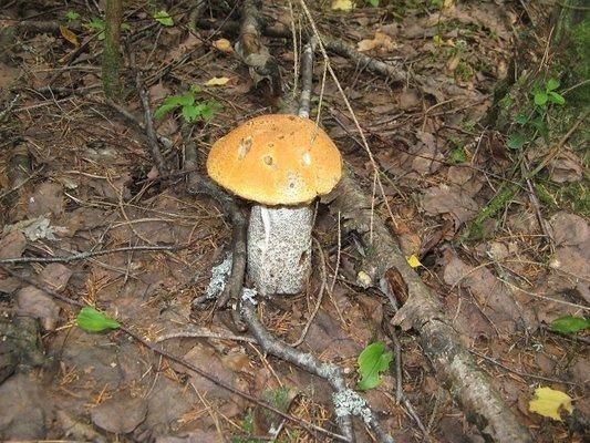 post-2414-0-12725900-1438979750_thumb.jp